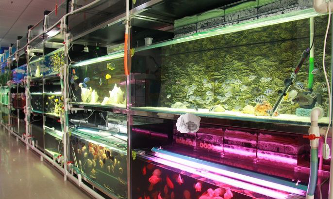 聚龙湾观赏鱼店